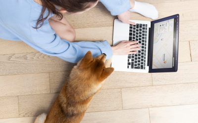 cita-diagnostico-veterinario cita-diagnostico-veterinario