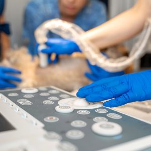citologia-ecoguiada-diagnostico-veterinario