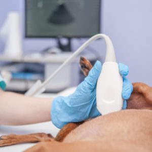 ecografia-diagnostico-veterinario