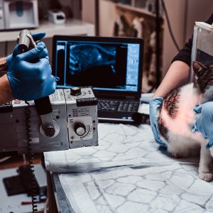 resonancia-magnetica-diagnostico-veterinario